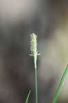 Thorne's sedge